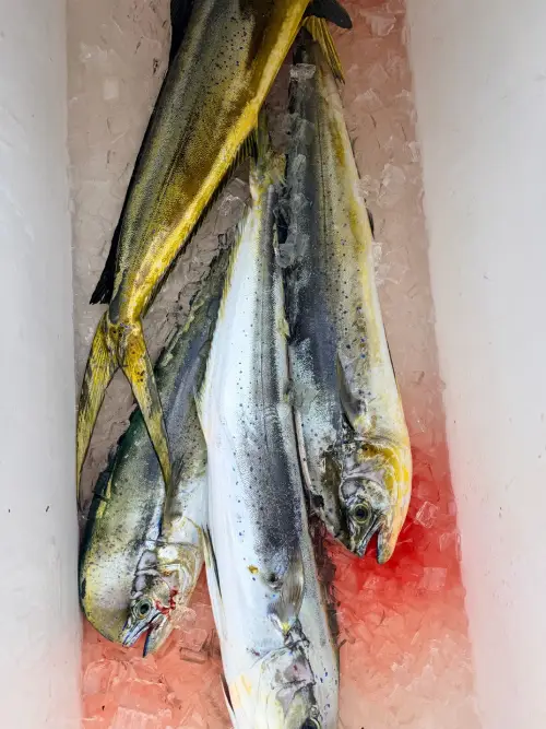 Two men on a dock holding fish after a fishing tour
