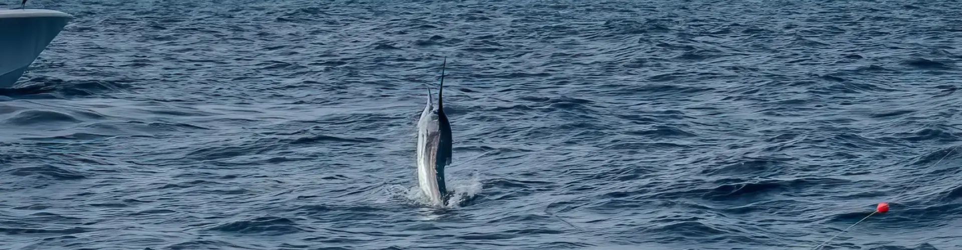 Collage of anglers on a dock, on a boat, and holding fish