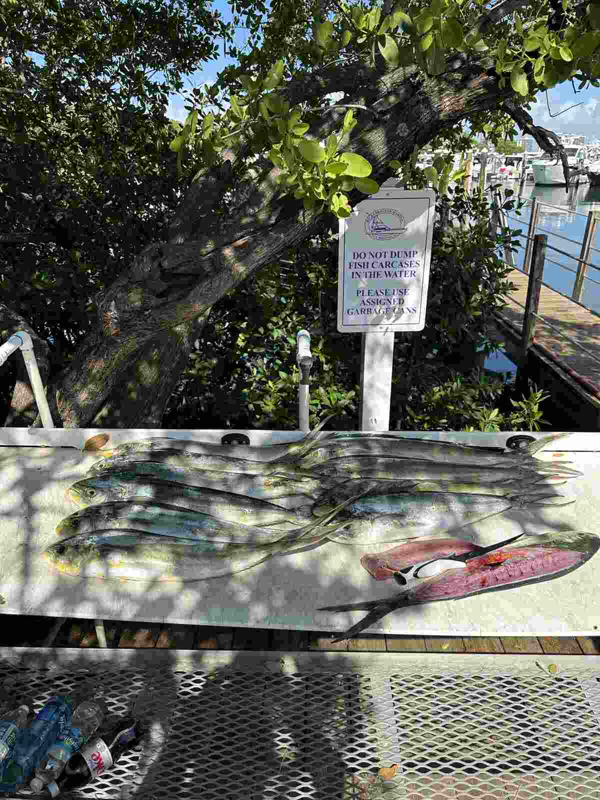  A group of men with fish on a boat in North Miami