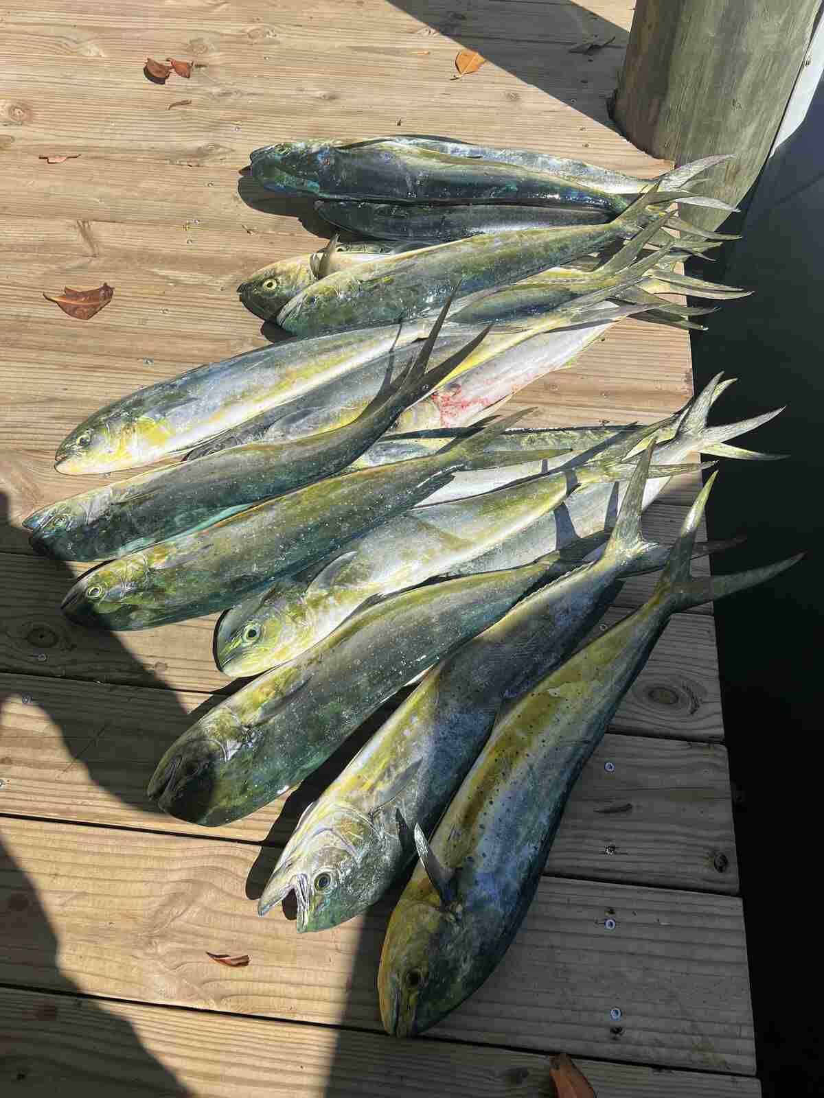 A group of fish on a wooden surface in Miami
