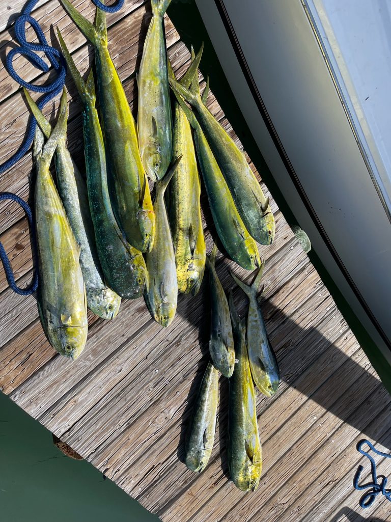 A group of fish on a wood surface in Coconut Grove