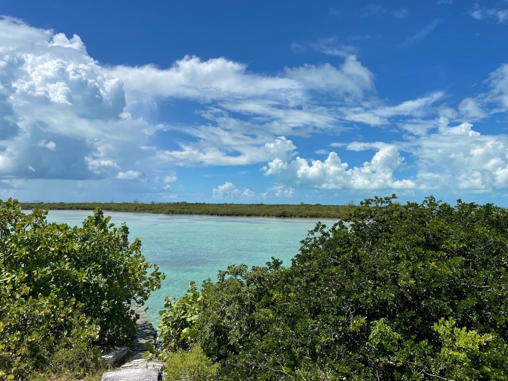 A peaceful body of water with trees and a clear sky in Miami
