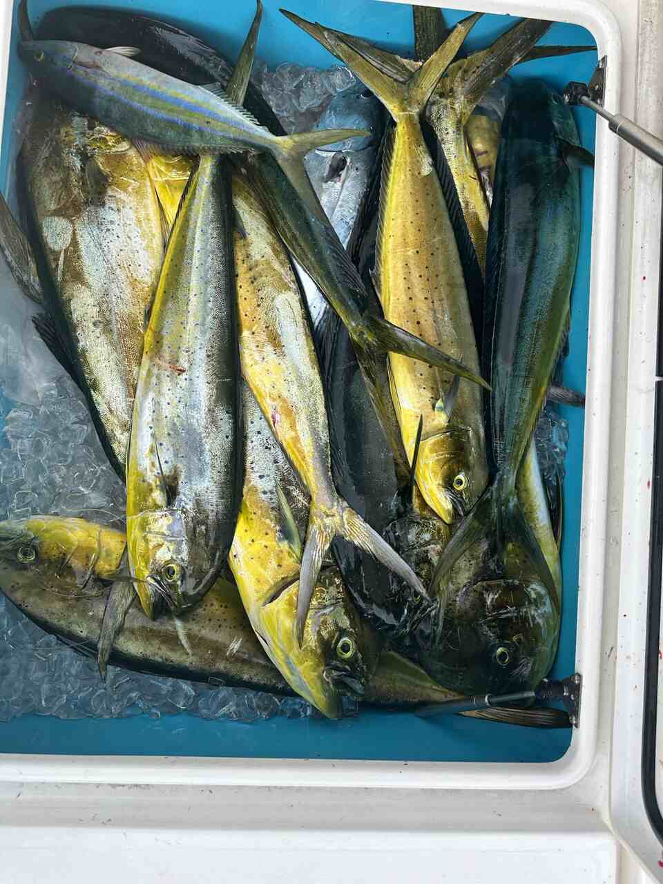 A bucket filled with freshly caught fish