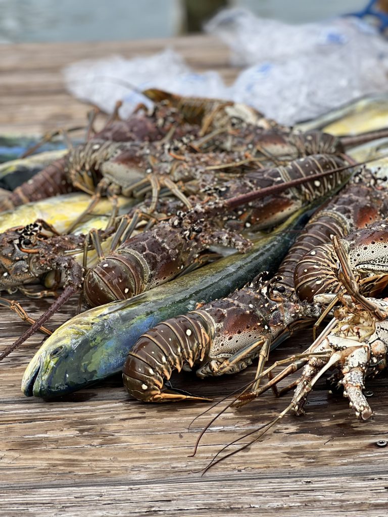 A pile of lobsters and fish caught during a Brickell charter
