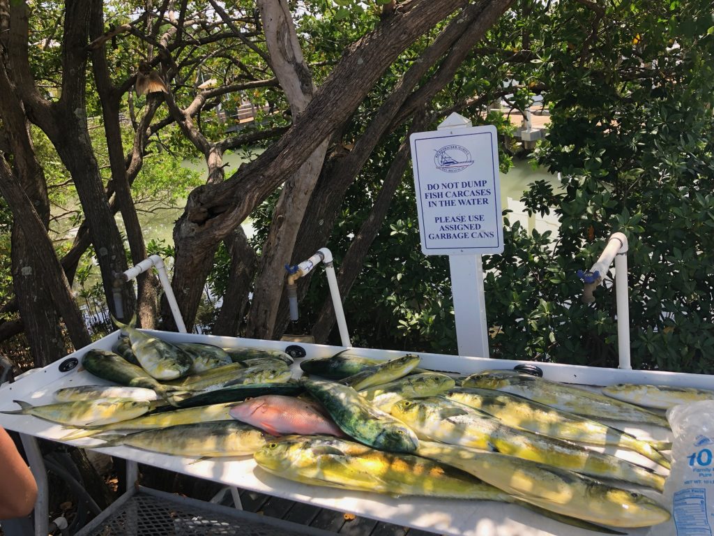 A table filled with fish from a Coral Gables fishing trip