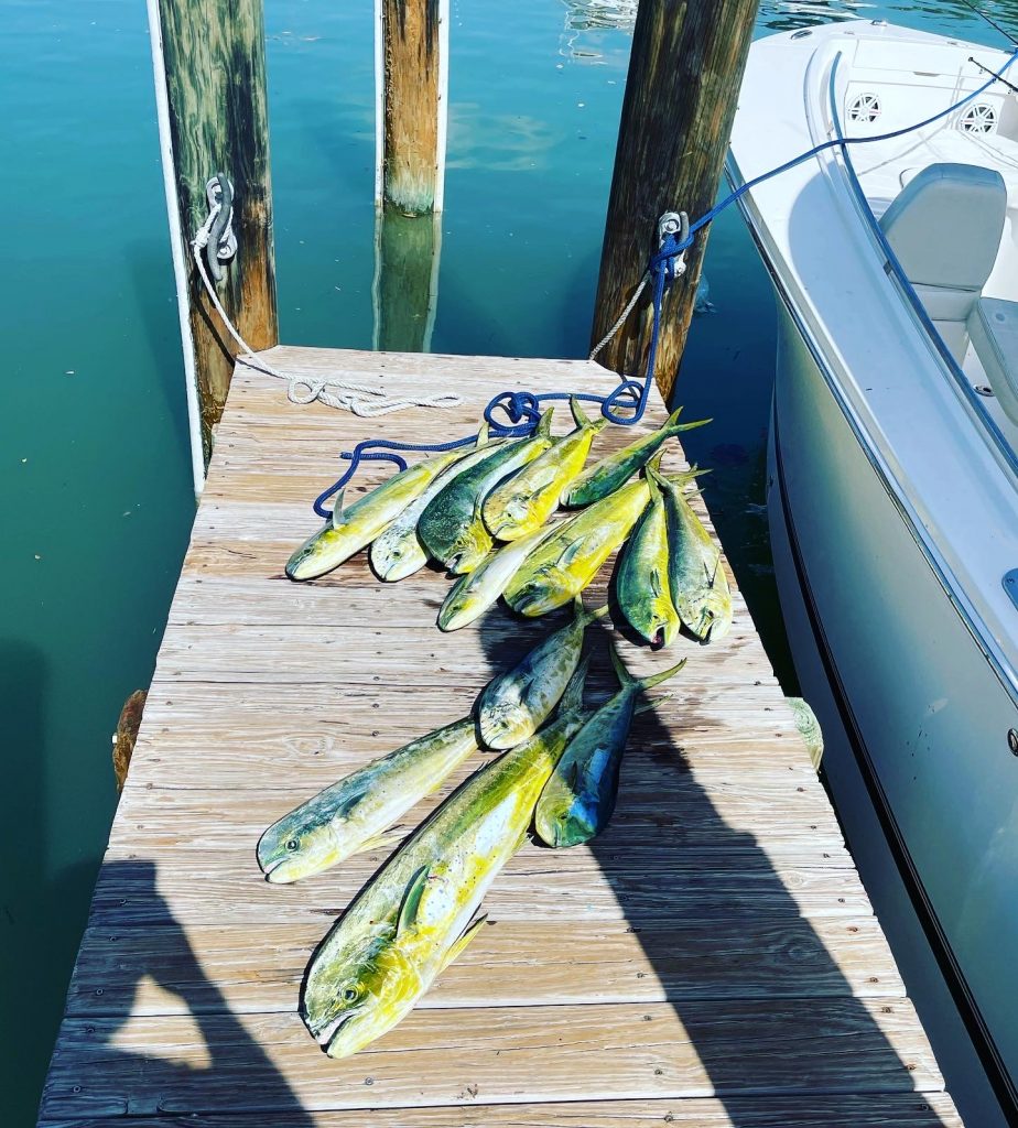 A group of fish on a dock in Coconut Grove