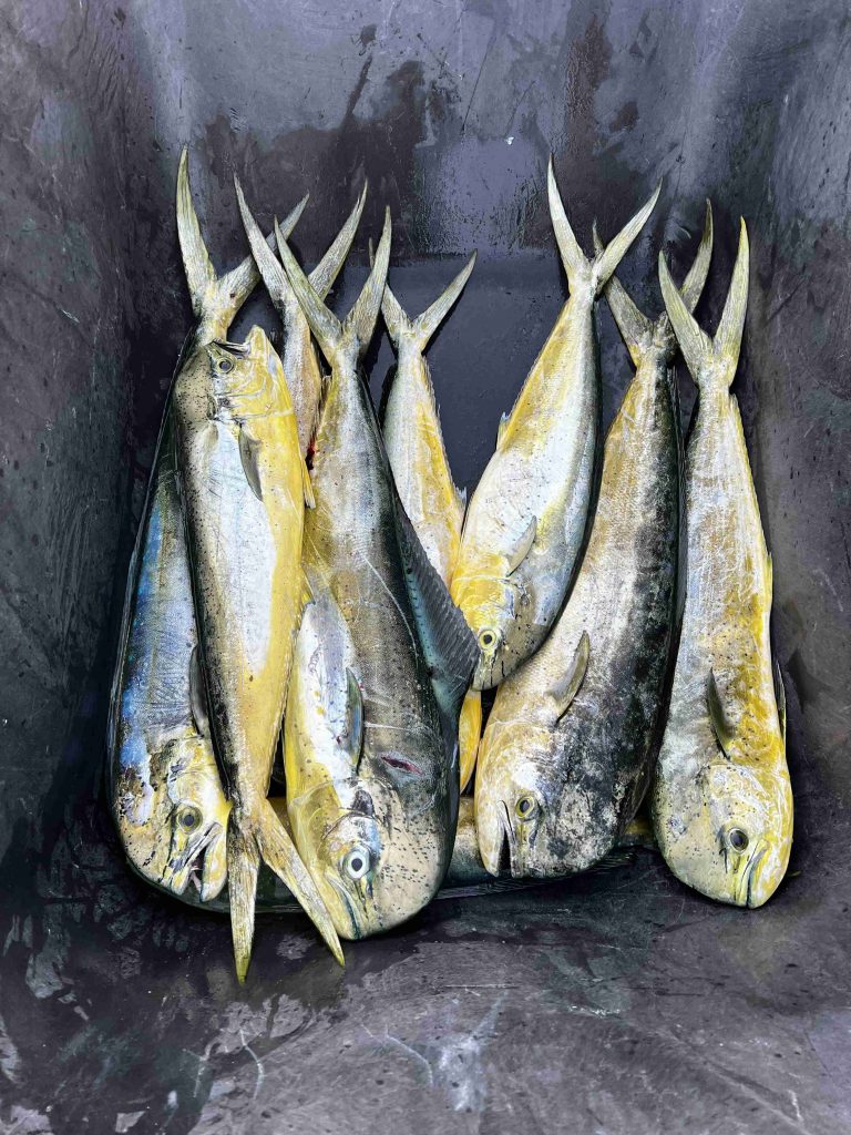 A group of fish in a bucket from a Coral Gables trip