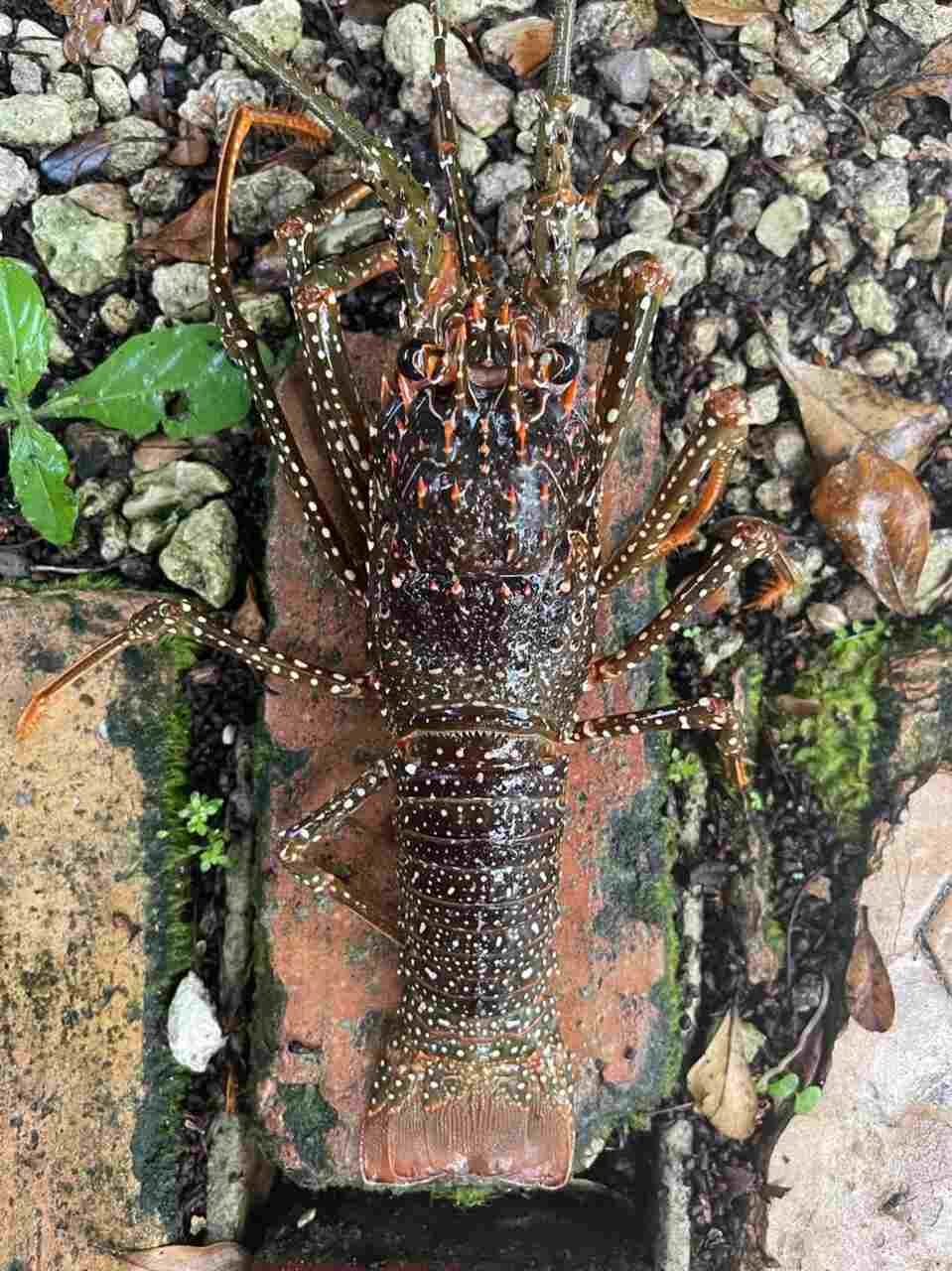 A lobster on a brick surface in Coral Gables