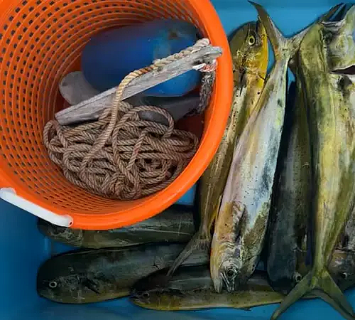 Video Jul 09 2024, 6 28 11 PM.mov