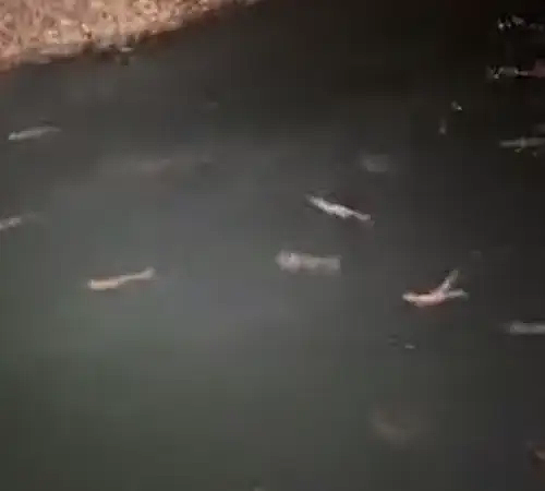 Video Mar 20 2024, 11 07 21 PM.mov