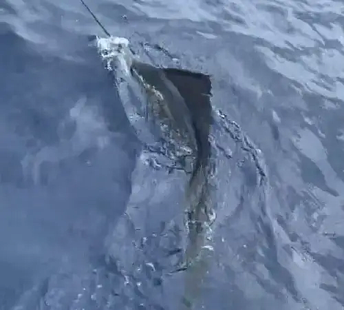 seatoescharters - 11