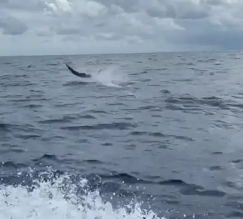 seatoescharters - 10